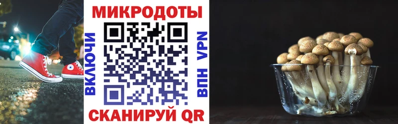Галлюциногенные грибы Cubensis  как найти   Сальск 