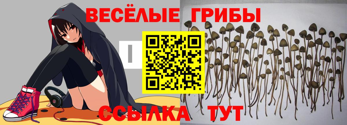 Галлюциногенные грибы Psilocybe Сальск